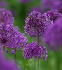 Attēlu rezultāti vaicājumam “Allium holandicum leaf”