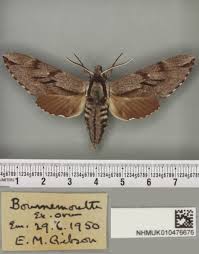 Attēlu rezultāti vaicājumam “Sphinx pinastri”