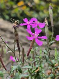 Image result for Silene schafta