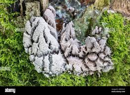 Attēlu rezultāti vaicājumam “Stemonitis axifera”