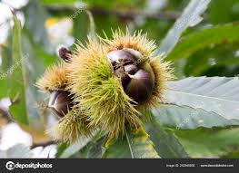 Attēlu rezultāti vaicājumam “Castanea sativa  fruit”