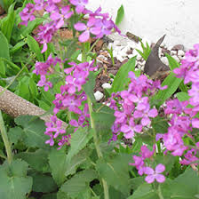 Image result for Lunaria annua