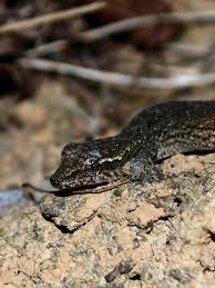 Attēlu rezultāti vaicājumam “Lamproderma puncticulatum young”