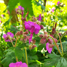 Image result for Storchschnäbel