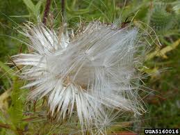 Attēlu rezultāti vaicājumam “Cirsium vulgare”