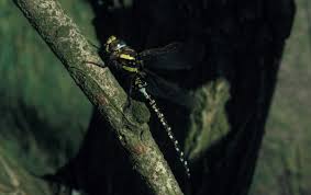 Attēlu rezultāti vaicājumam “Aeshna juncea male”