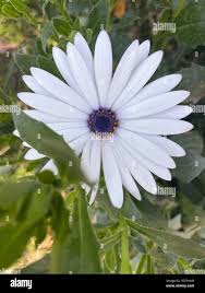 Image result for Dimorphotheca pluvialis