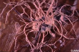 Attēlu rezultāti vaicājumam “Torrubiella arachnophila”