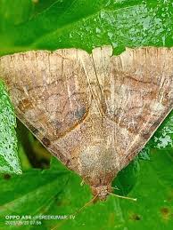 Attēlu rezultāti vaicājumam “Semioscopis avellanella”