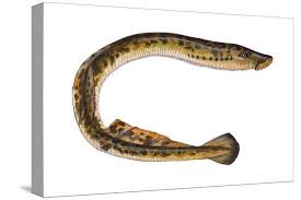 Image result for Petromyzon marinus