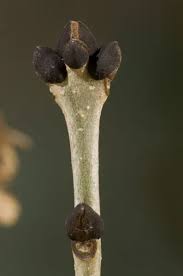 Attēlu rezultāti vaicājumam “Fraxinus excelsior bud”