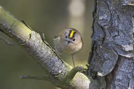 Attēlu rezultāti vaicājumam “Regulus regulus”