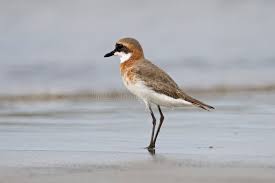 Image result for Charadrius mongolus