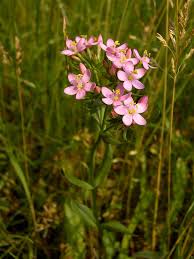 Attēlu rezultāti vaicājumam “Centaurium littorale flower”