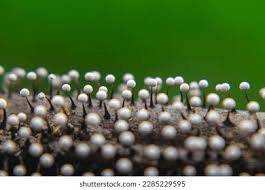 Attēlu rezultāti vaicājumam “Physarum leucophaeum”