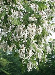 Attēlu rezultāti vaicājumam “Robinia pseudoacacia”