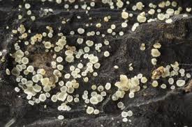 Attēlu rezultāti vaicājumam “Hyphodiscus hymeniophilus”