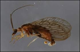 Attēlu rezultāti vaicājumam “Hemerobius perelegans”