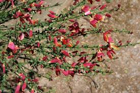 Image result for Cytisus scoparius
