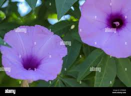 Image result for Ipomoea Lavender