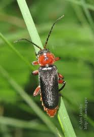 Attēlu rezultāti vaicājumam “Cantharis rustica”