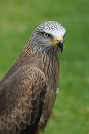 Image result for Milvus milvus