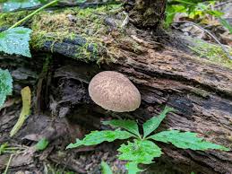 Attēlu rezultāti vaicājumam “Pluteus umbrosus”