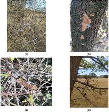 Attēlu rezultāti vaicājumam “Lymantria dispar larva”