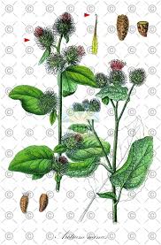 Attēlu rezultāti vaicājumam “Arctium lappa fruit”