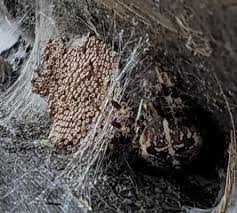 Attēlu rezultāti vaicājumam “Araneus diadematus eggs”