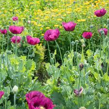 Image result for Papaver somniferum