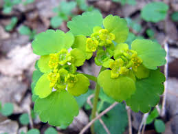 Attēlu rezultāti vaicājumam “Chrysosplenium alternifolium leaf”