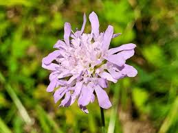 Attēlu rezultāti vaicājumam “Dipsacaceae”