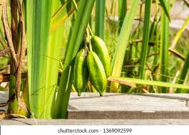 Attēlu rezultāti vaicājumam “Iris pseudacorus fruit”