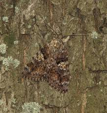 Attēlu rezultāti vaicājumam “Catocala sponsa”