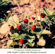 Attēlu rezultāti vaicājumam “Fragaria viridis”