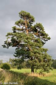 Attēlu rezultāti vaicājumam “Pinus sylvestris var. borussica”