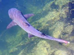 Image result for Triaenodon obesus