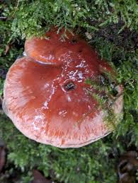 Attēlu rezultāti vaicājumam “Hypholoma lateritium”