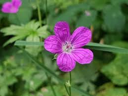 Attēlu rezultāti vaicājumam “Geranium palustre”