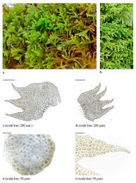 Attēlu rezultāti vaicājumam “Anomodon viticulosus sporophyte”