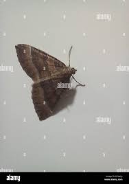 Attēlu rezultāti vaicājumam “Larentia clavaria”