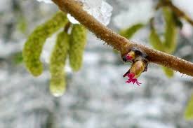 Attēlu rezultāti vaicājumam “Corylus avellana male flower”
