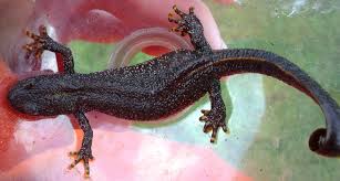 Attēlu rezultāti vaicājumam “Triturus cristatus”