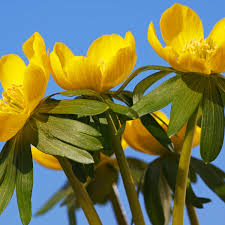 Attēlu rezultāti vaicājumam “Eranthis hyemalis”