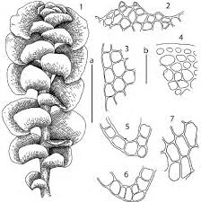 Attēlu rezultāti vaicājumam “Scapania irrigua”