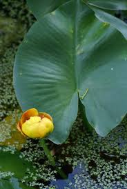 Attēlu rezultāti vaicājumam “Nuphar lutea flower”