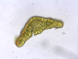 Attēlu rezultāti vaicājumam “Schistidium dupretii”