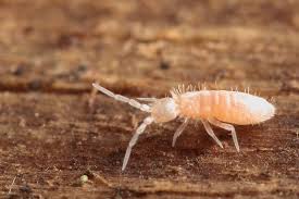 Attēlu rezultāti vaicājumam “Heteromurus nitidus”