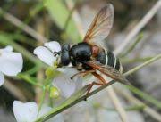 Attēlu rezultāti vaicājumam “Sericomyia lappona”